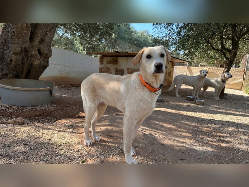 Lobo wünscht sich sein Zuhause für immer