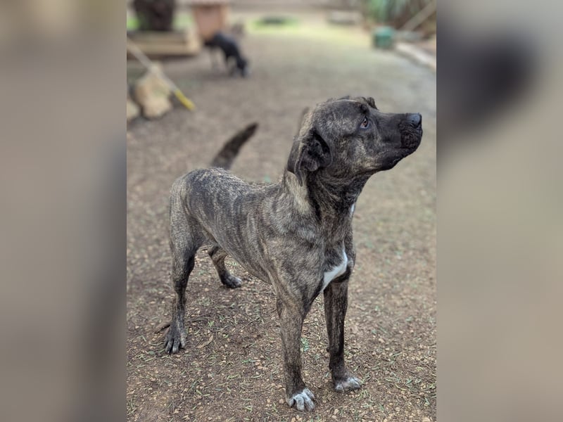 liebenswürdiger Bark sucht sein Zuhause