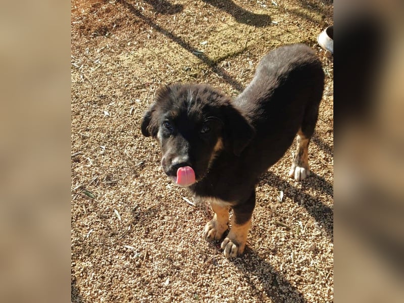 süßer Macho sucht sein kuscheliges Zuhause