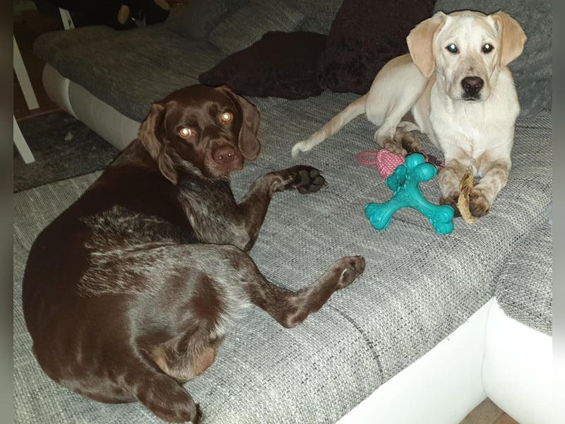Nacho in 09618 Brand- Erbisdorf sucht sein Zuhause