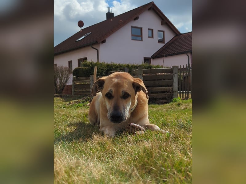 lieber Amerigo in 72525 Münsingen auf Pflegestelle sucht sein Zuhause