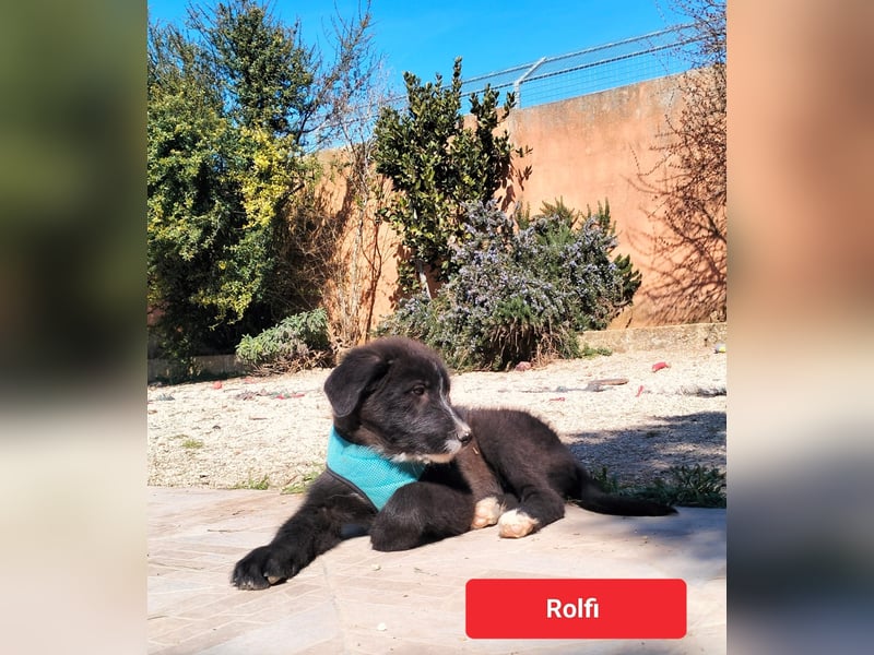süßer Rolfi sucht sein Zuhause