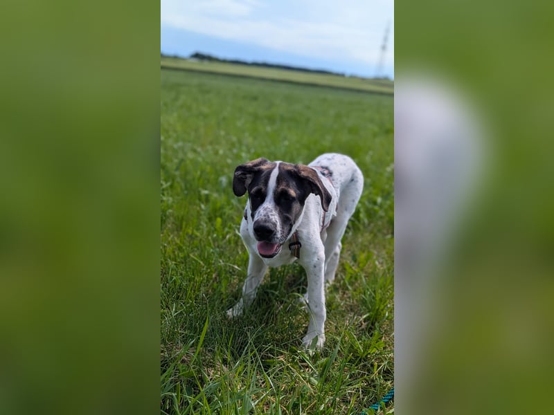 lieber Knutt auf Pflegestelle in 88276 Berg sucht sein Zuhause