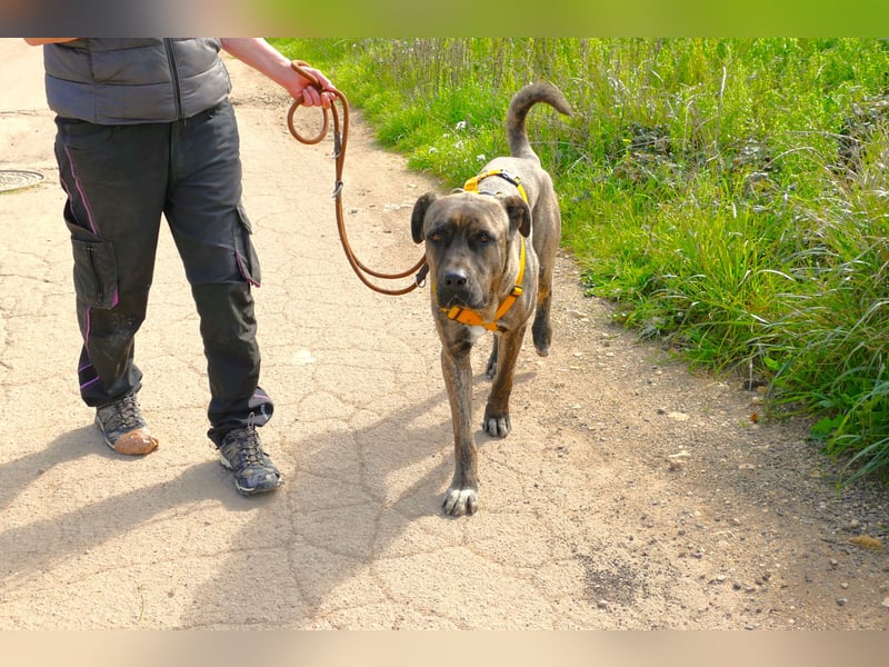 liebenswürdiger Bark sucht sein Zuhause