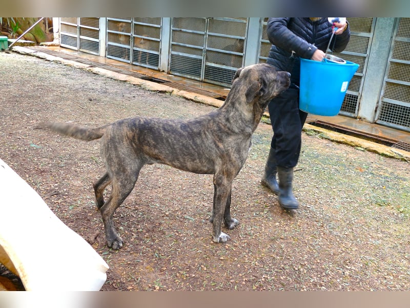 liebenswürdiger Bark sucht sein Zuhause