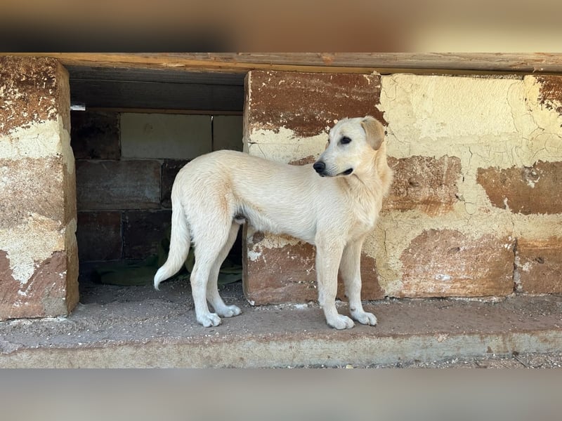 lieber Luke sucht nach seinem Zuhause