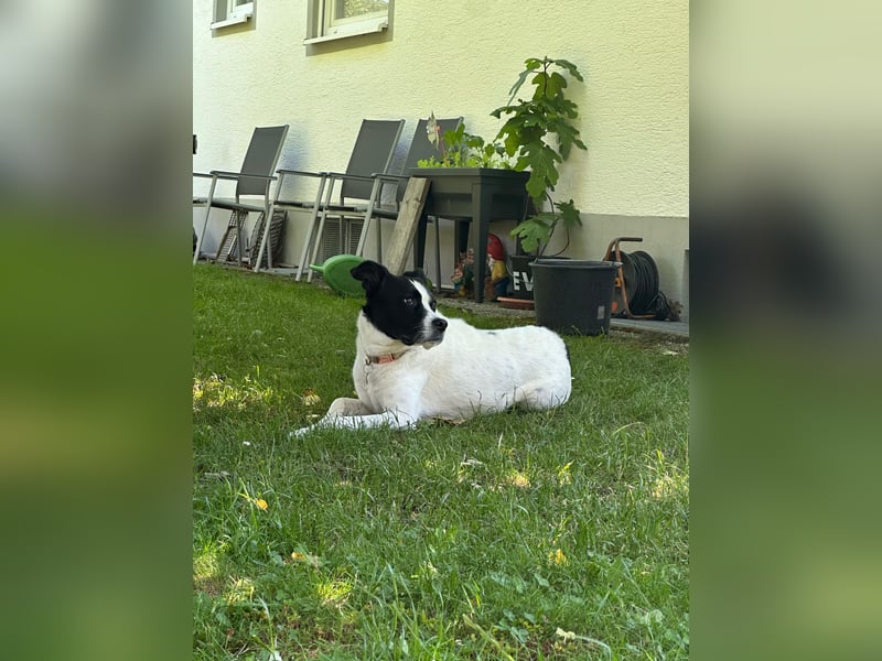 lieber Toni auf Pflegestelle in Kammlach sucht sein Zuhause