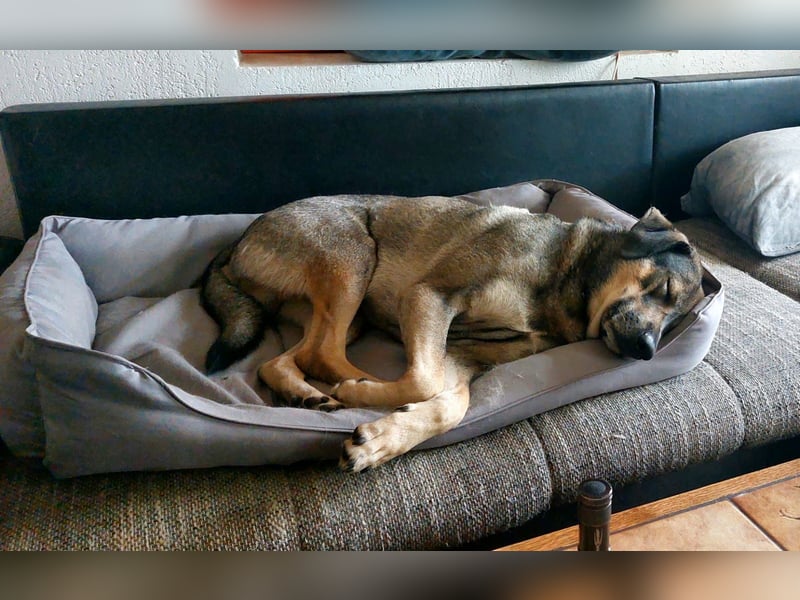 lieber Oscar auf Pflegestelle in 88267 Vogt sucht sein Zuhause