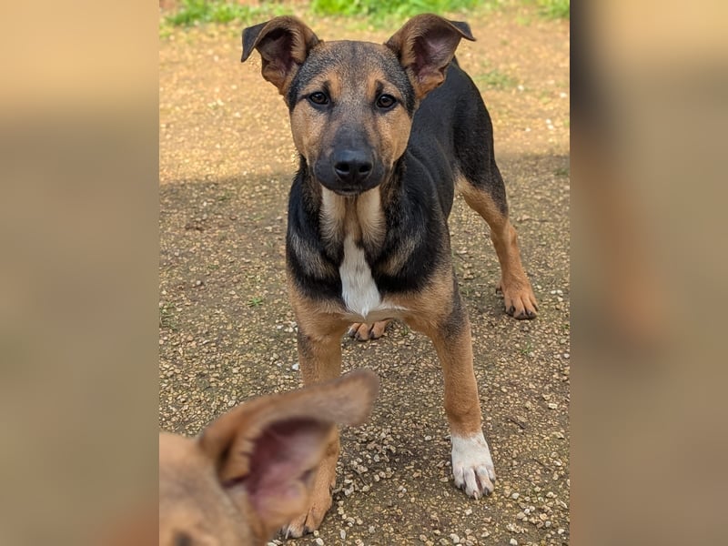lieber Bruce sucht sein kuscheliges Zuhause