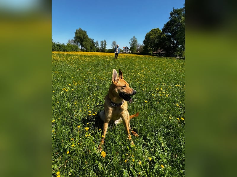 sanfter Rico in 88326 Zollenreute (Aulendorf) sucht sein Zuhause