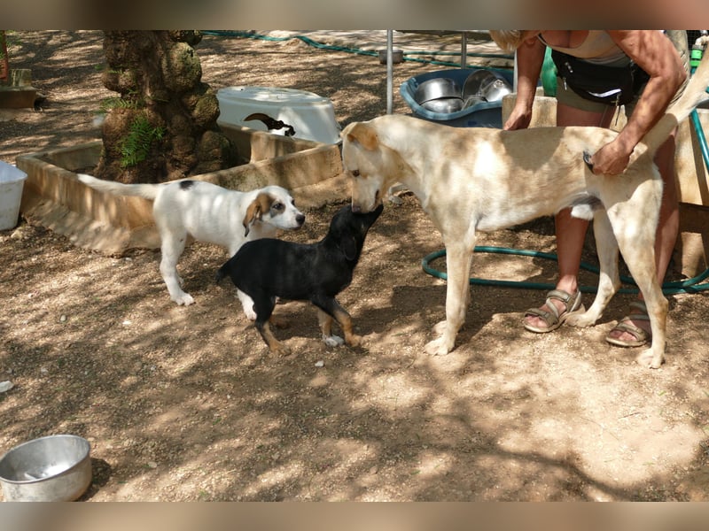 lieber Balu ist auf der Suche nach seinem Zuhause