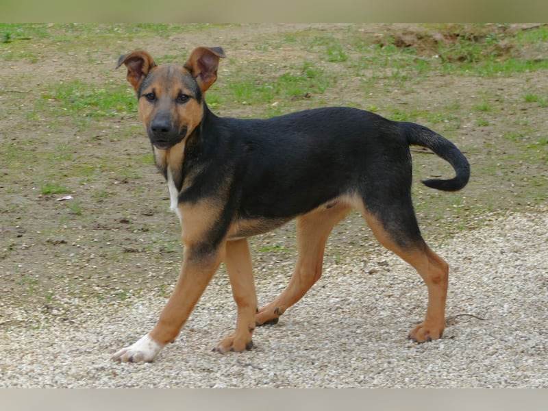 lieber Bruce sucht sein kuscheliges Zuhause