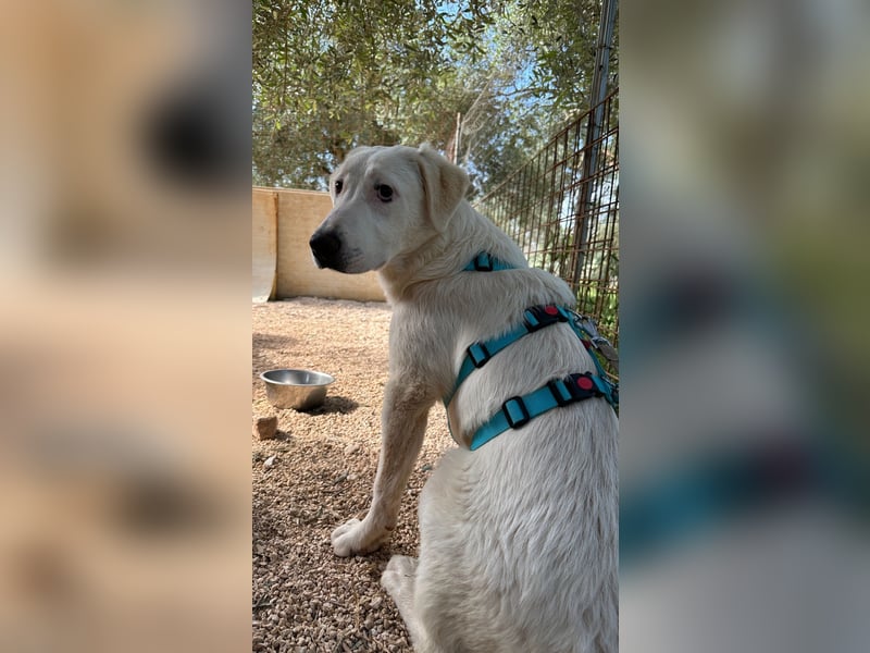 Loki wünscht sich sein Zuhause für immer