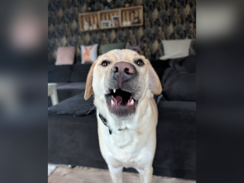 Nacho in 09618 Brand- Erbisdorf sucht sein Zuhause