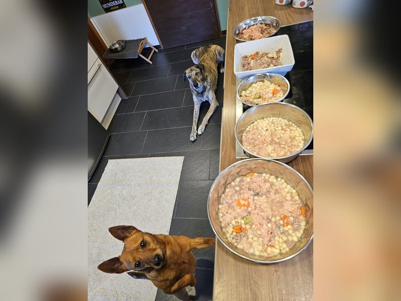 süßer Ettore auf Pflegestelle in 88273 Fronreute sucht sein Zuhause