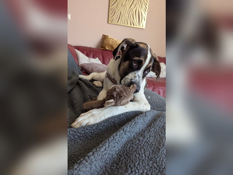 lieber Knutt auf Pflegestelle in 88276 Berg sucht sein Zuhause