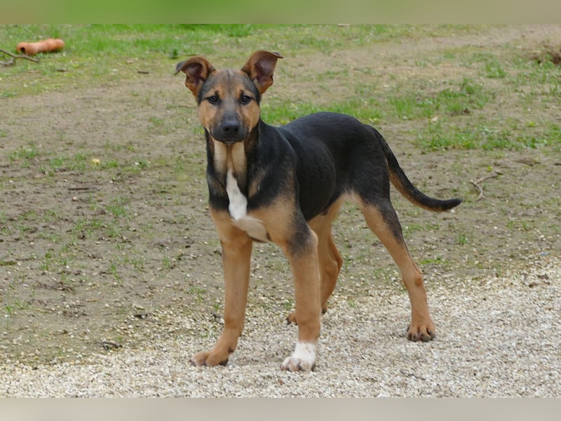 lieber Bruce sucht sein kuscheliges Zuhause