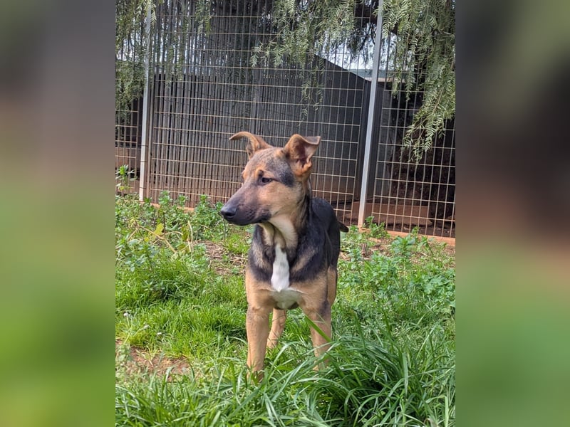 lieber Bruce sucht sein kuscheliges Zuhause