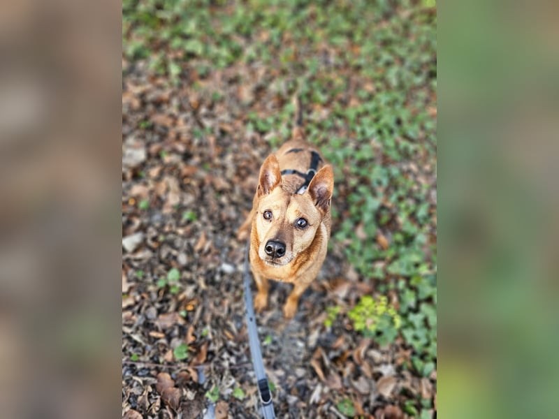 süßer Ettore auf Pflegestelle in 88273 Fronreute sucht sein Zuhause