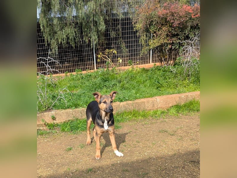 lieber Bruce sucht sein kuscheliges Zuhause