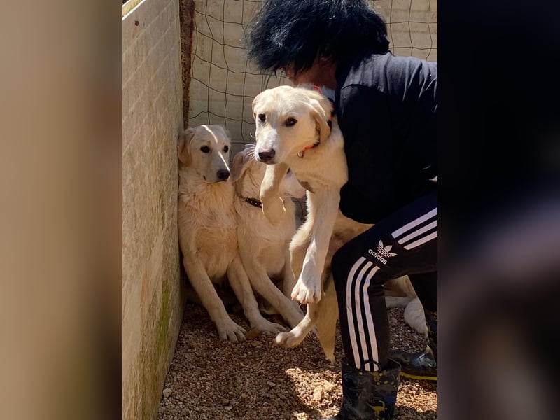 Lobo wünscht sich sein Zuhause für immer