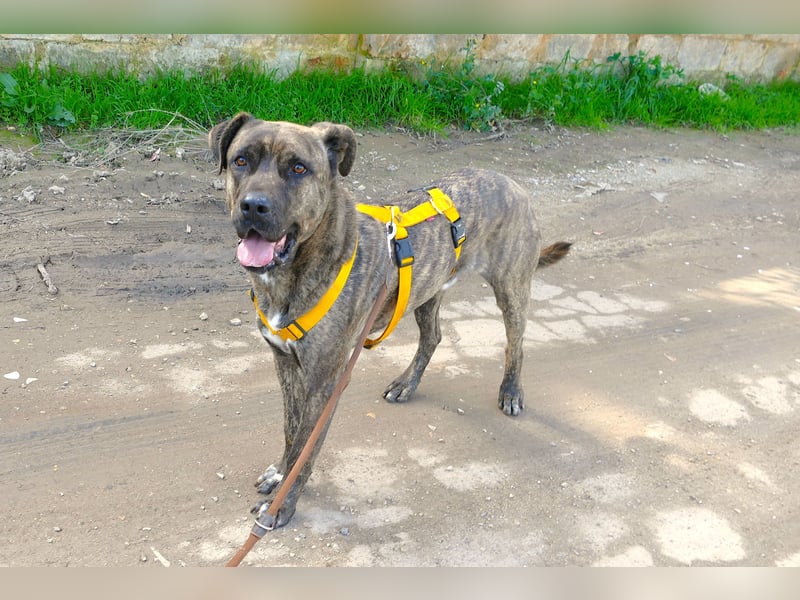 liebenswürdiger Bark sucht sein Zuhause