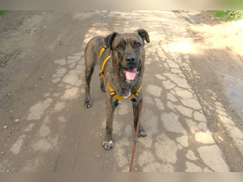 liebenswürdiger Bark sucht sein Zuhause