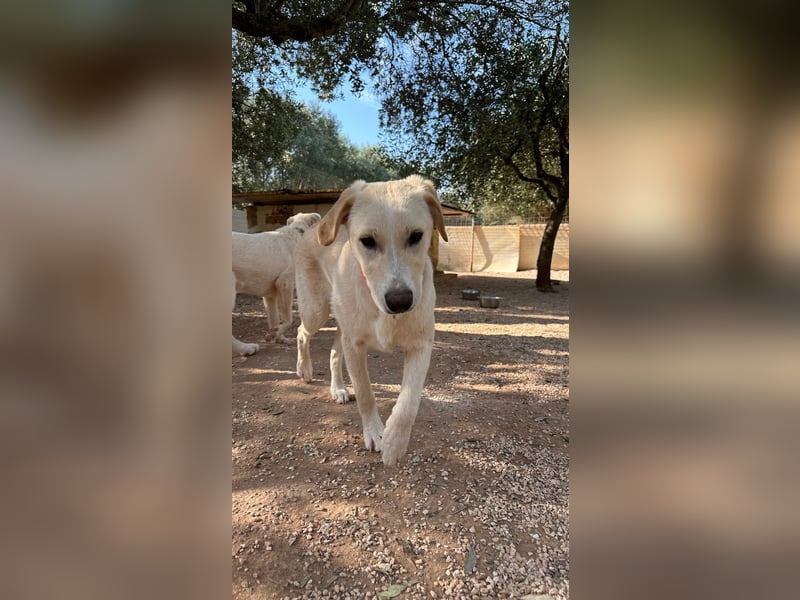 Lobo wünscht sich sein Zuhause für immer