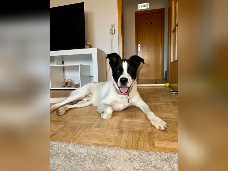 lieber Toni auf Pflegestelle in Kammlach sucht sein Zuhause