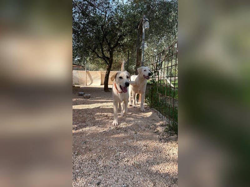 Lobo wünscht sich sein Zuhause für immer