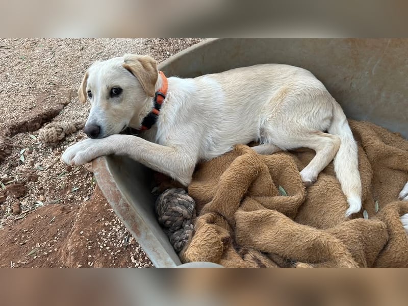 Lobo wünscht sich sein Zuhause für immer
