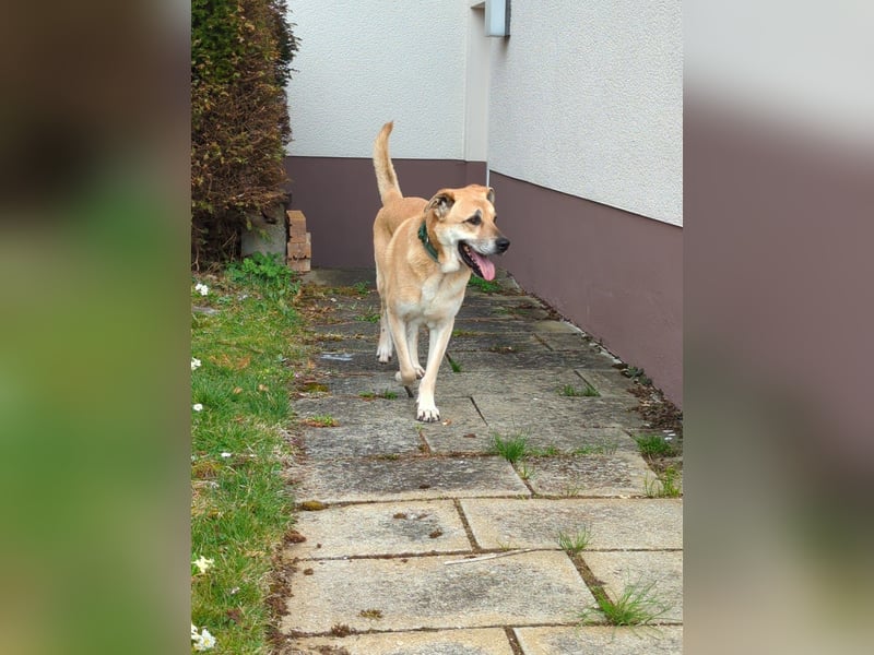 lieber Amerigo in 72525 Münsingen auf Pflegestelle sucht sein Zuhause