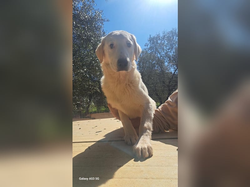 Loki wünscht sich sein Zuhause für immer