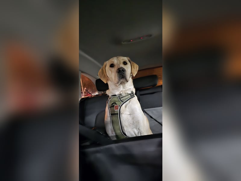 Nacho in 09618 Brand- Erbisdorf sucht sein Zuhause