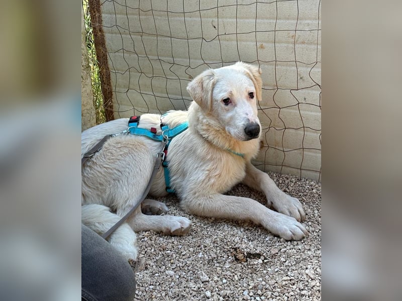 Loki wünscht sich sein Zuhause für immer