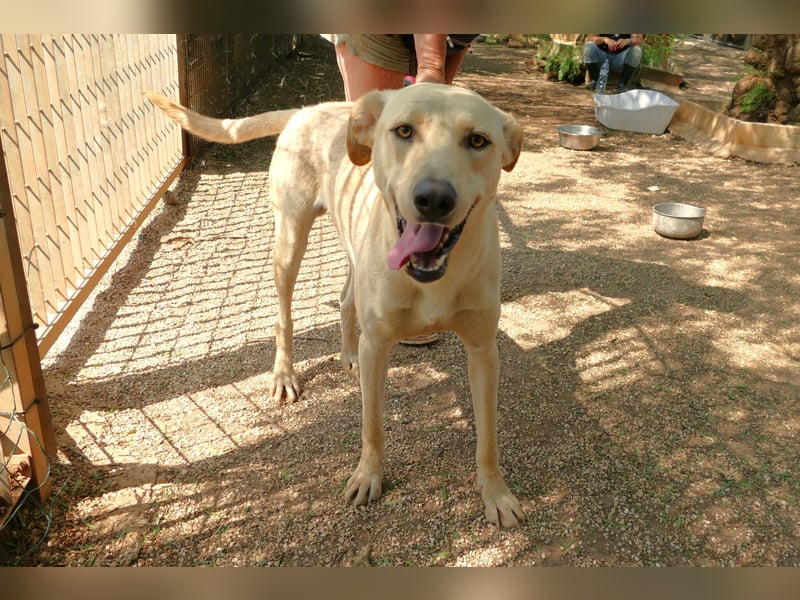 lieber Balu ist auf der Suche nach seinem Zuhause