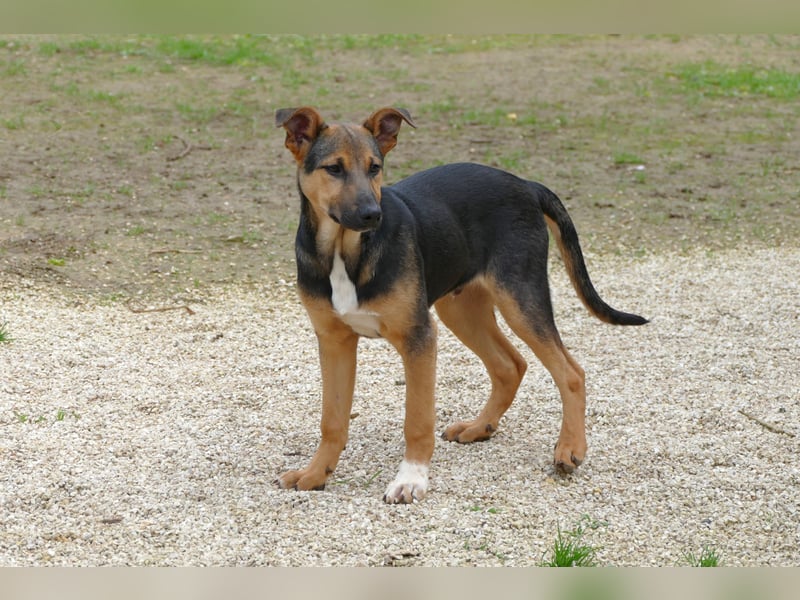 lieber Bruce sucht sein kuscheliges Zuhause