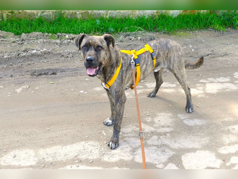 liebenswürdiger Bark sucht sein Zuhause