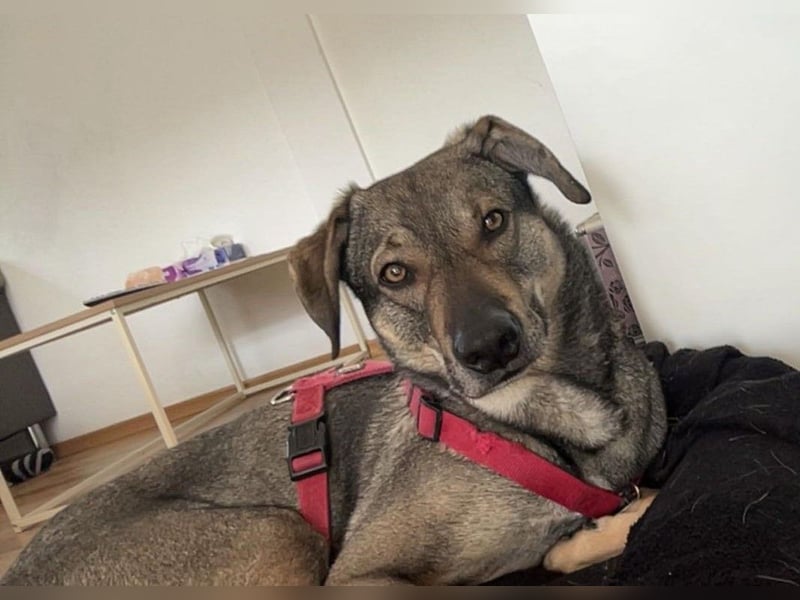 lieber Oscar auf Pflegestelle in 88267 Vogt sucht sein Zuhause