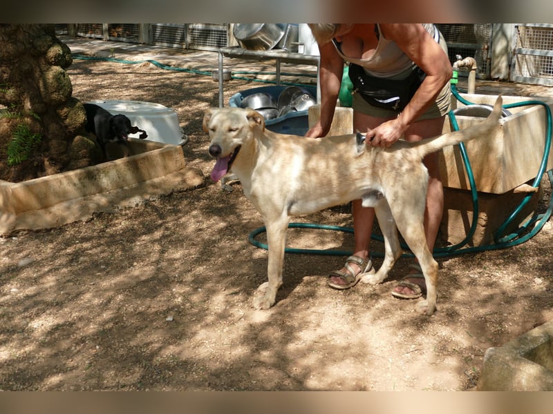 lieber Balu ist auf der Suche nach seinem Zuhause