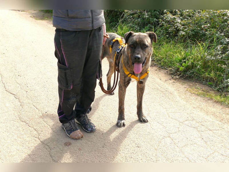 liebenswürdiger Bark sucht sein Zuhause