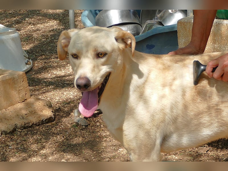 lieber Balu ist auf der Suche nach seinem Zuhause
