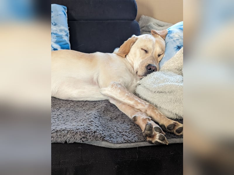 Nacho in 09618 Brand- Erbisdorf sucht sein Zuhause