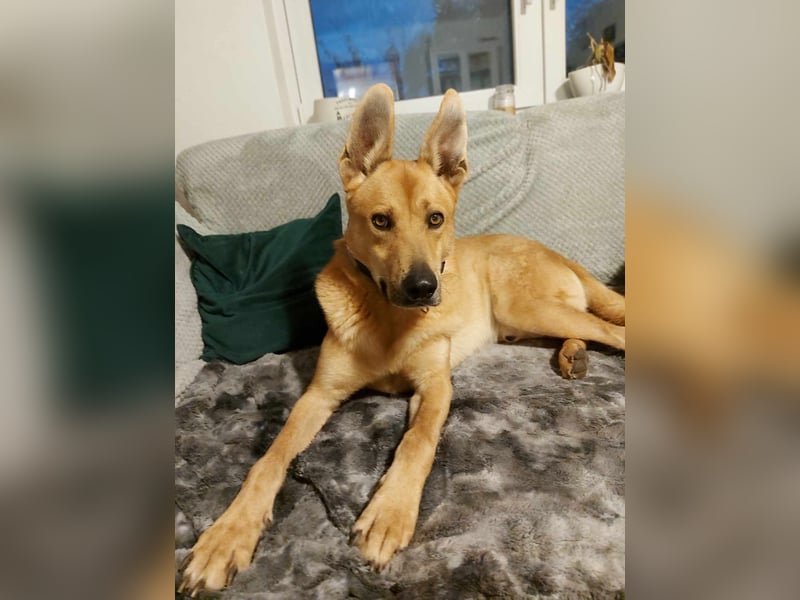 sanfter Rico in 88326 Zollenreute (Aulendorf) sucht sein Zuhause
