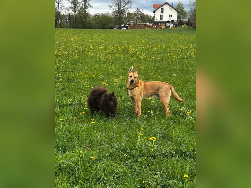 sanfter Rico in 88326 Zollenreute (Aulendorf) sucht sein Zuhause