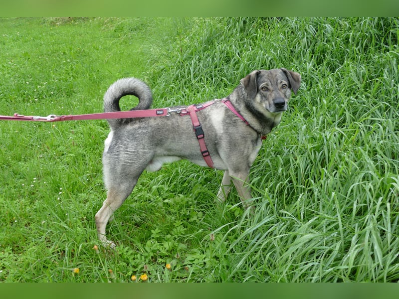 lieber Oscar auf Pflegestelle in 88267 Vogt sucht sein Zuhause