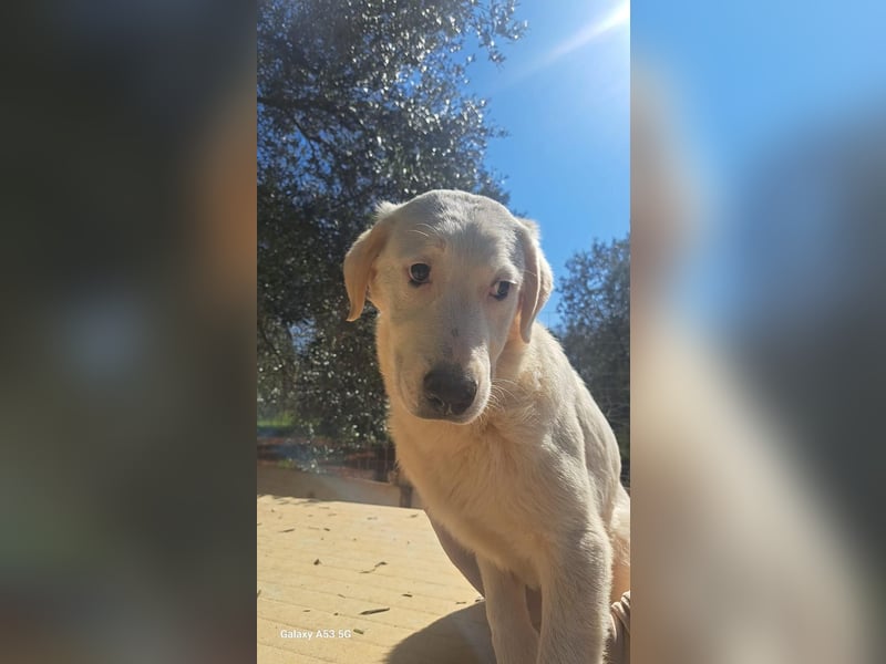 Loki wünscht sich sein Zuhause für immer