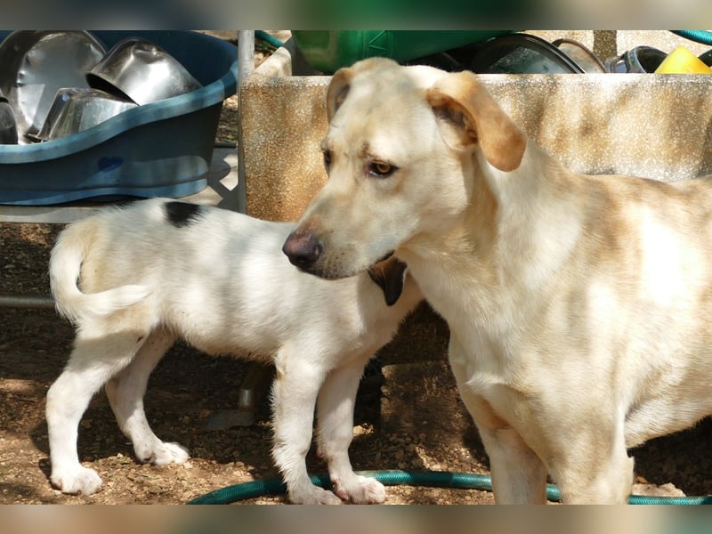 lieber Balu ist auf der Suche nach seinem Zuhause
