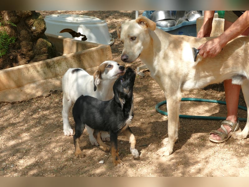 lieber Balu ist auf der Suche nach seinem Zuhause