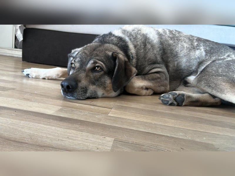 lieber Oscar auf Pflegestelle in 88267 Vogt sucht sein Zuhause